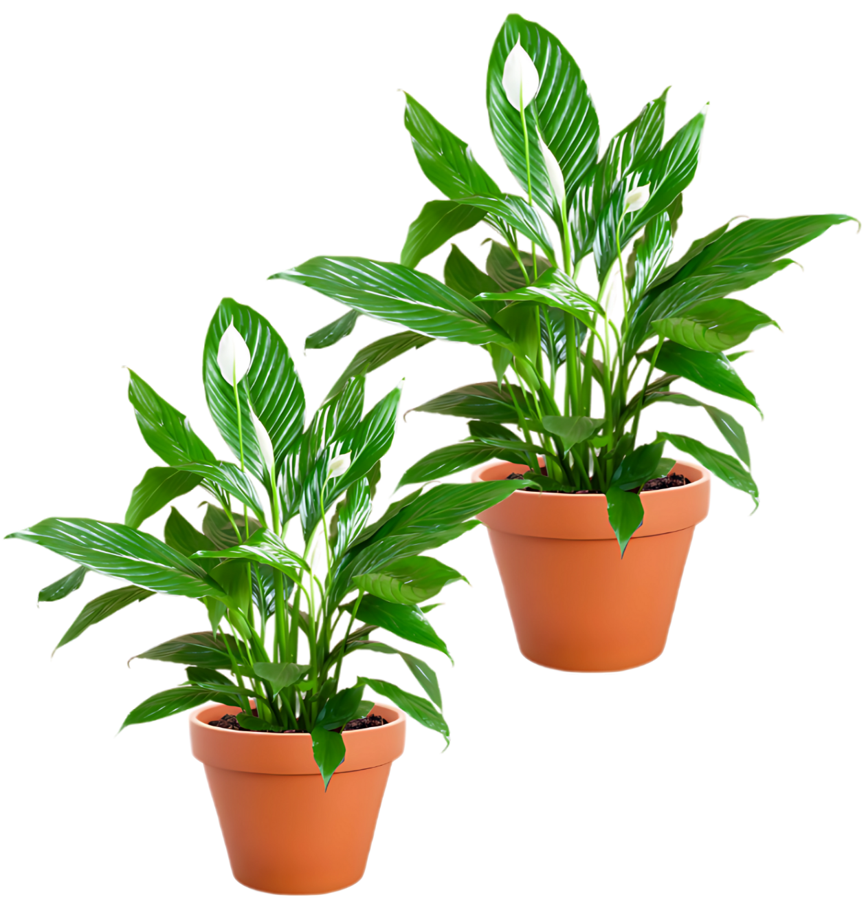 2er-Set | Spathiphyllum | “Einblatt” | +/- 40-50cm | ø 12-15cm Topf 2er-Set | Spathiphyllum | “Einblatt” | +/- 40-50cm | ø 12-15cm Topf von PflanzePlus