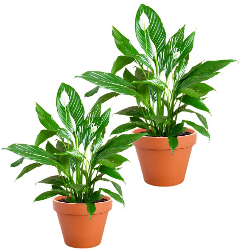 2er-Set | Spathiphyllum | “Einblatt” | +/- 40-50cm | ø 12-15cm Topf 2er-Set | Spathiphyllum | “Einblatt” | +/- 40-50cm | ø 12-15cm Topf von PflanzePlus