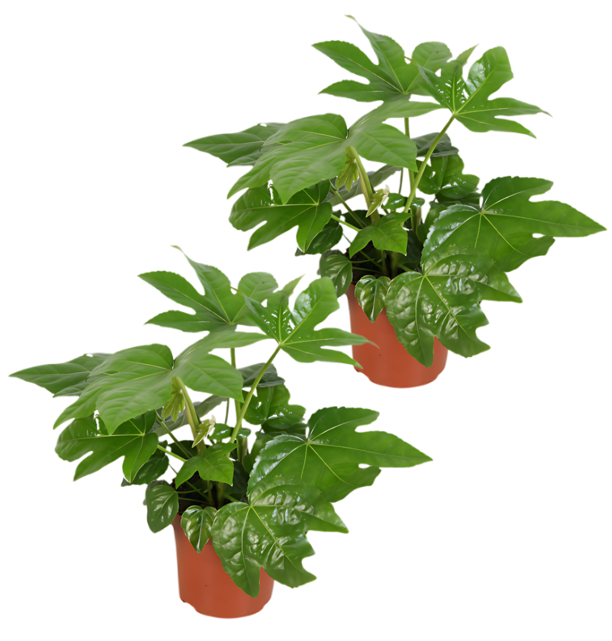 2er-Set | Zimmeraralie | Fatsia japonica | +/- 40-50cm | ø 12-15cm Topf 2er-Set | Zimmeraralie | Fatsia japonica | +/- 40-50cm | ø 12-15cm Topf von PflanzePlus