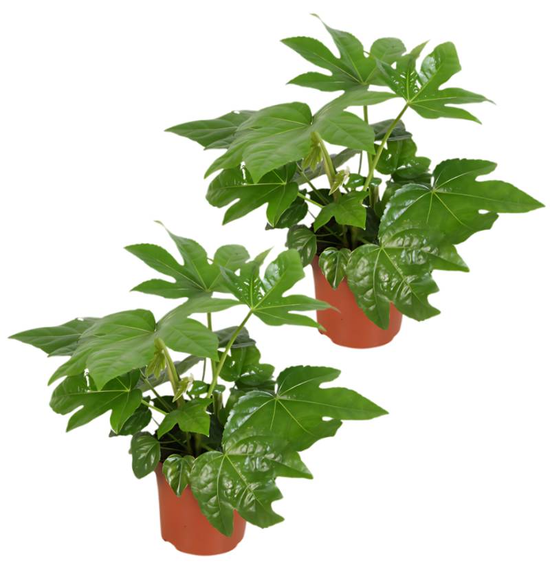 2er-Set | Zimmeraralie | Fatsia japonica | +/- 40-50cm | ø 12-15cm Topf 2er-Set | Zimmeraralie | Fatsia japonica | +/- 40-50cm | ø 12-15cm Topf von PflanzePlus