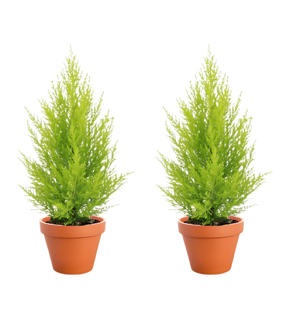 2er-Set Zimmerzypresse | Goldcrest | +/- 40-50cm | ø 12-15cm Topf von PflanzePlus