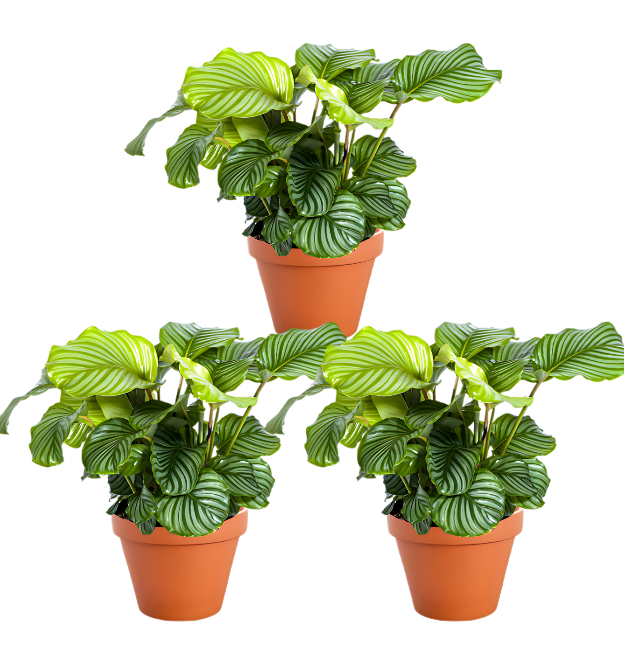 3er-Set | Calathea Mix | +/- 40-50cm | ø 12-15cm Topf von PflanzePlus