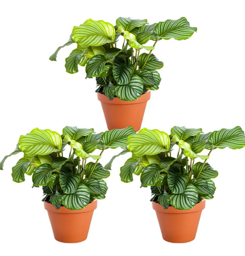 3er-Set | Calathea Mix | +/- 40-50cm | ø 12-15cm Topf von PflanzePlus