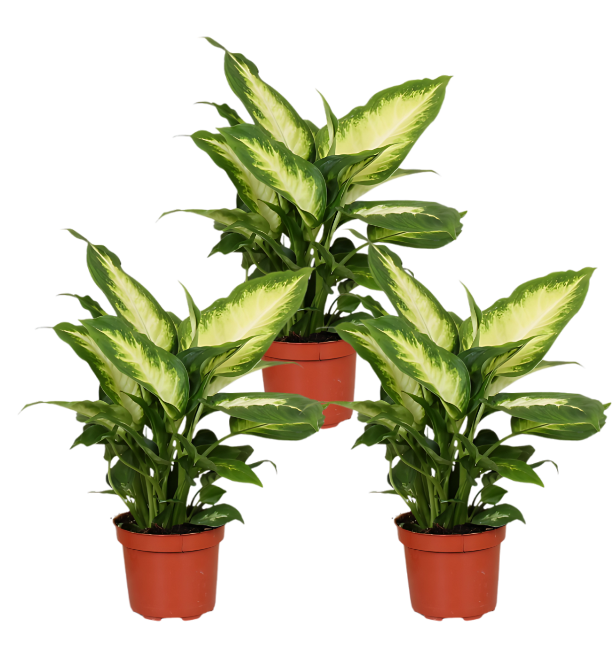 3er-Set Dieffenbachia | +/- 40-50cm | ø 12-15cm Topf 3er-Set Dieffenbachia | +/- 40-50cm | ø 12-15cm Topf von PflanzePlus