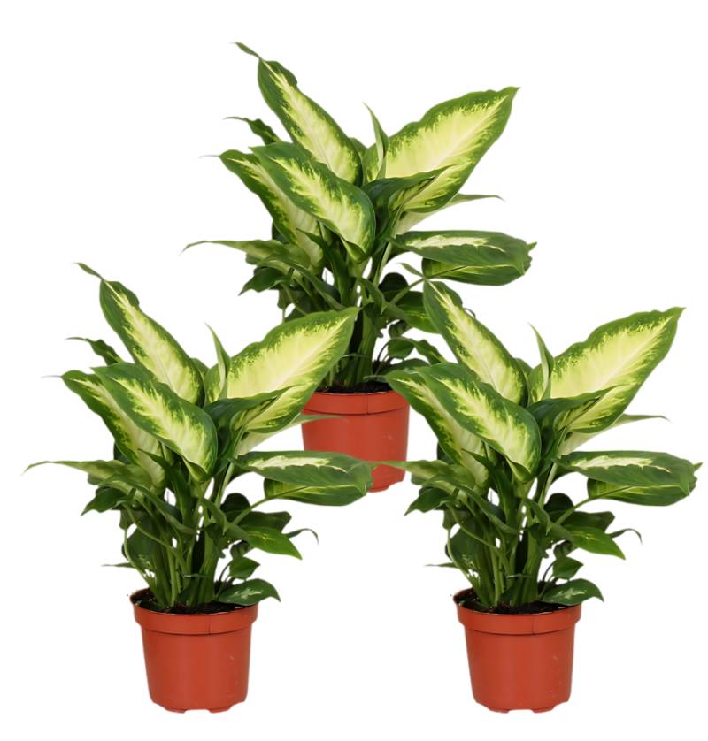 3er-Set Dieffenbachia | +/- 40-50cm | ø 12-15cm Topf von PflanzePlus