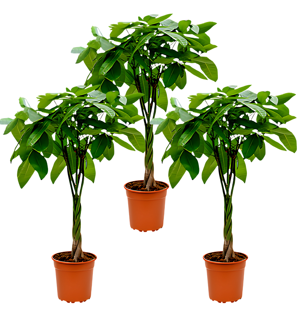 3er-Set | Glückskastanie | +/- 40-50cm | ø 12-15cm Topf 3er-Set | Glückskastanie | +/- 40-50cm | ø 12-15cm Topf von PflanzePlus