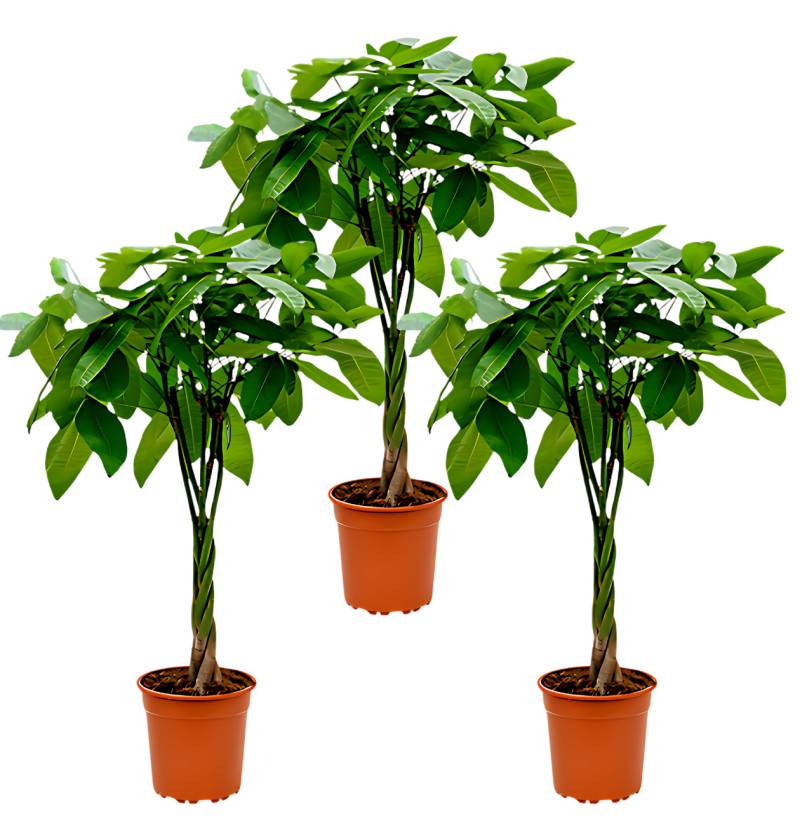 3er-Set | Glückskastanie | +/- 40-50cm | ø 12-15cm Topf von PflanzePlus