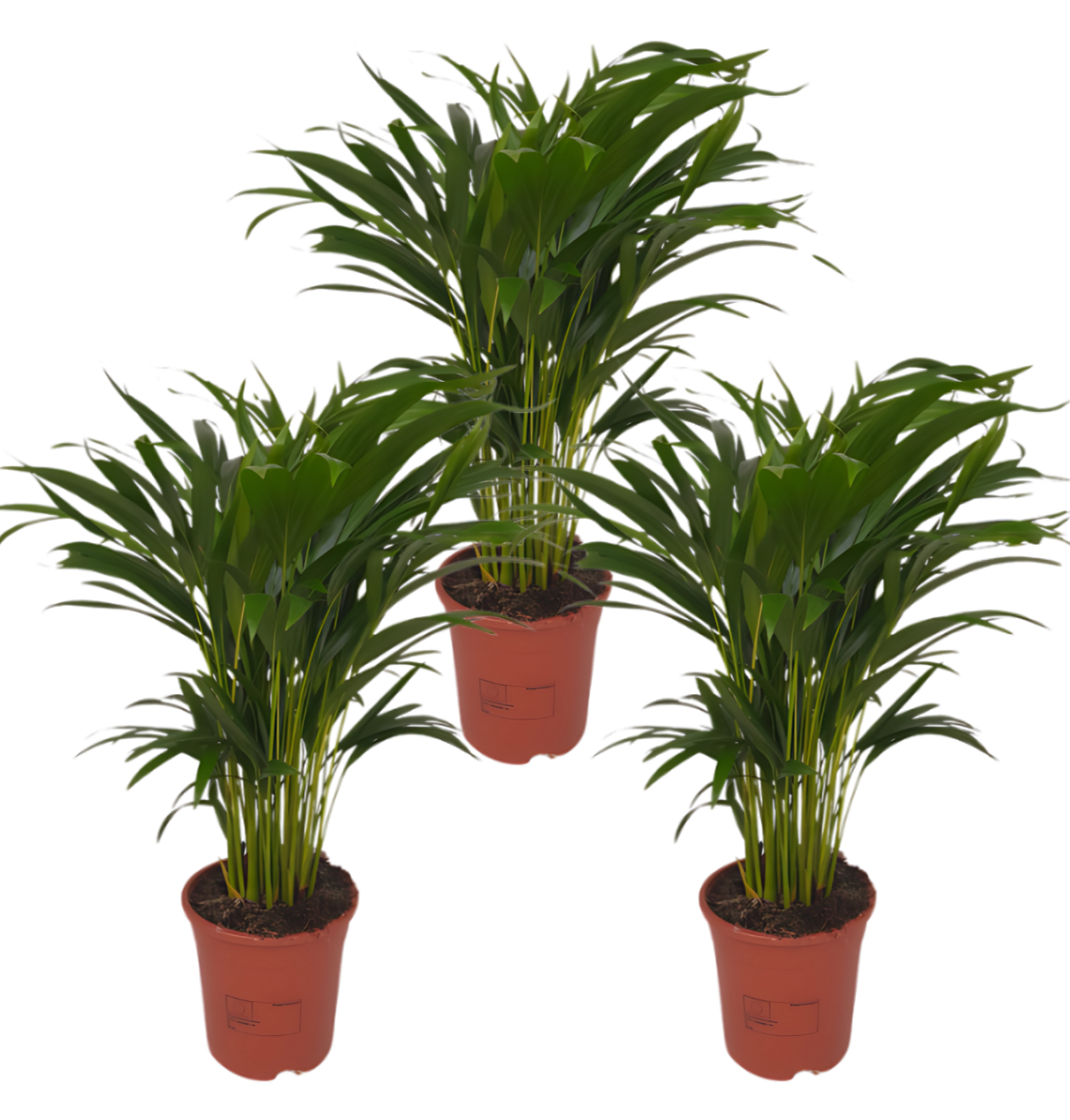 3er-Set Goldfruchtpalme | Areca-Palme | +/- 40-50cm | ø 12-15cm Topf von PflanzePlus