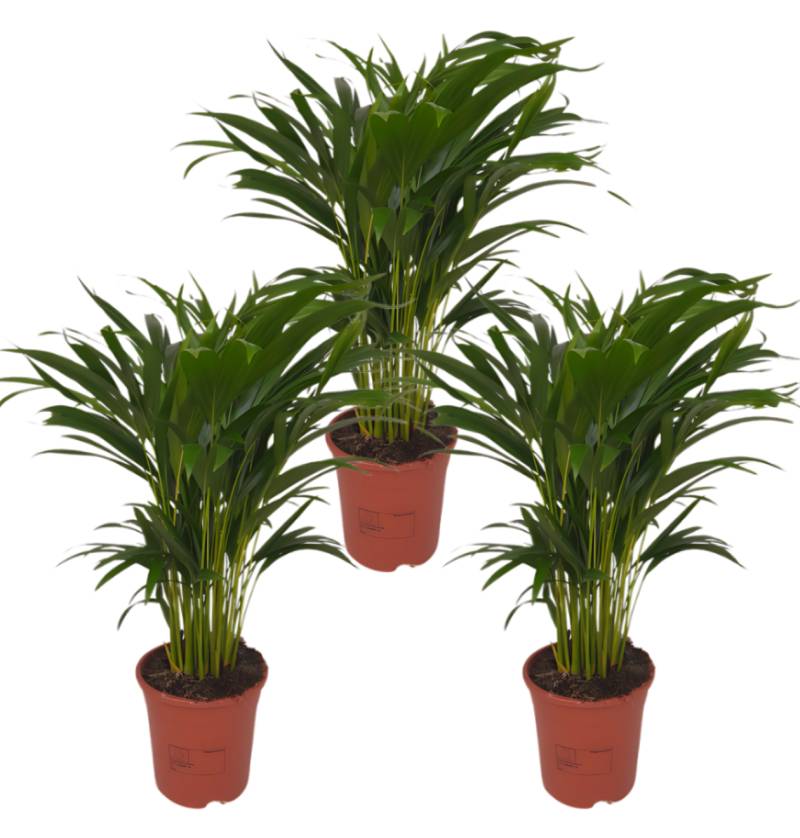 3er-Set Goldfruchtpalme | Areca-Palme | +/- 40-50cm | ø 12-15cm Topf 3er-Set Goldfruchtpalme | Areca-Palme | +/- 40-50cm | ø 12-15cm Topf von PflanzePlus