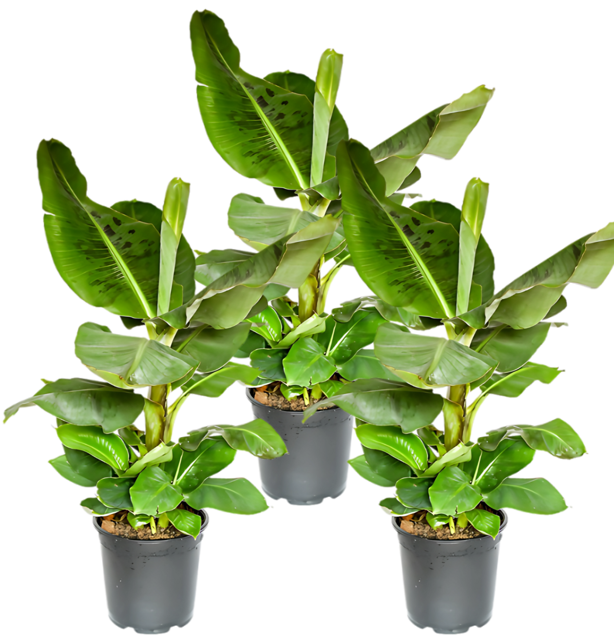 3er-Set Musa | Bananenpflanze | +/- 40-50cm | ø 12-15cm Topf von PflanzePlus