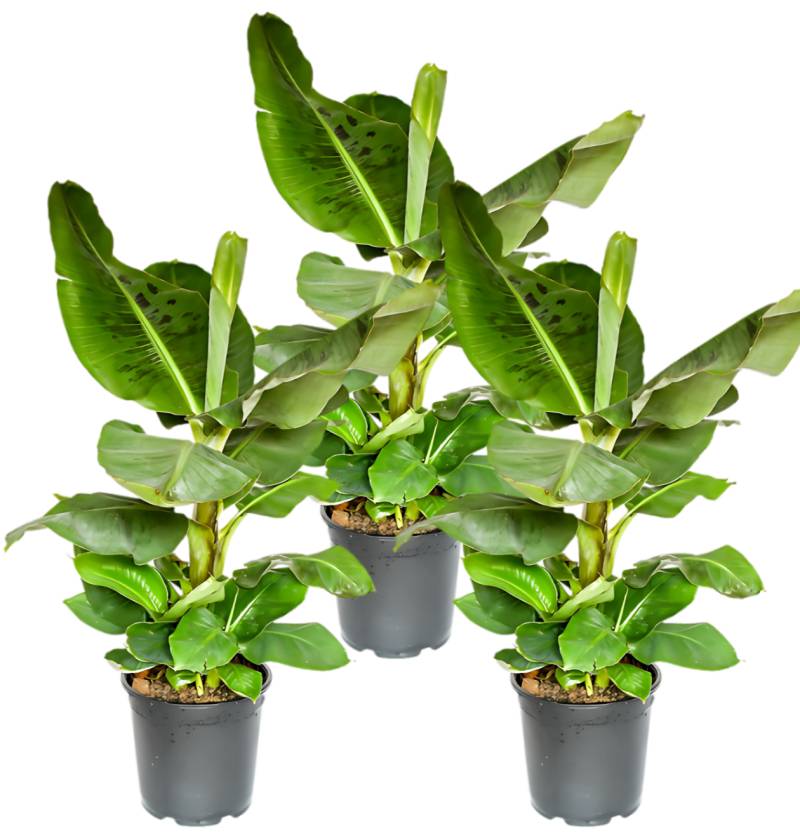 3er-Set Musa | Bananenpflanze | +/- 40-50cm | ø 12-15cm Topf 3er-Set Musa | Bananenpflanze | +/- 40-50cm | ø 12-15cm Topf von PflanzePlus