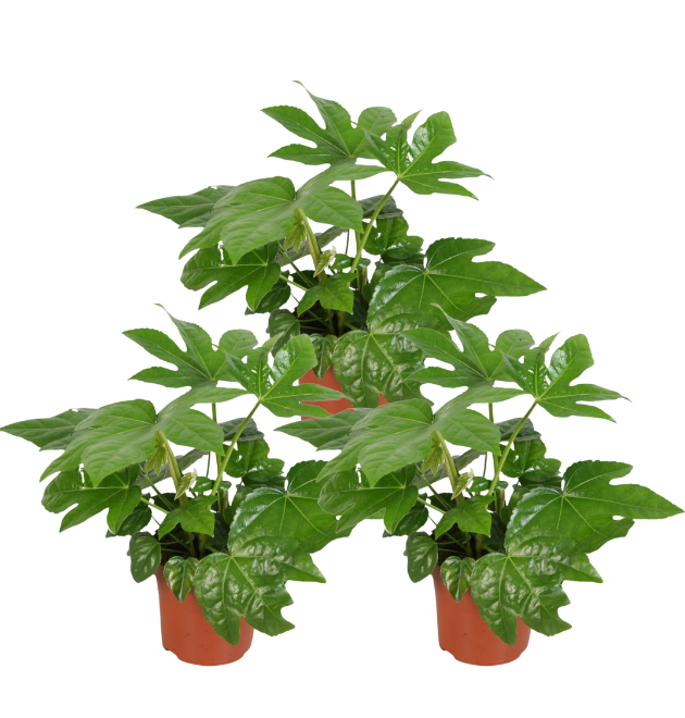 3er Set | Zimmeraralie | +/- 40-50cm | ø 12-15cm Topf 3er Set | Zimmeraralie | +/- 40-50cm | ø 12-15cm Topf von PflanzePlus