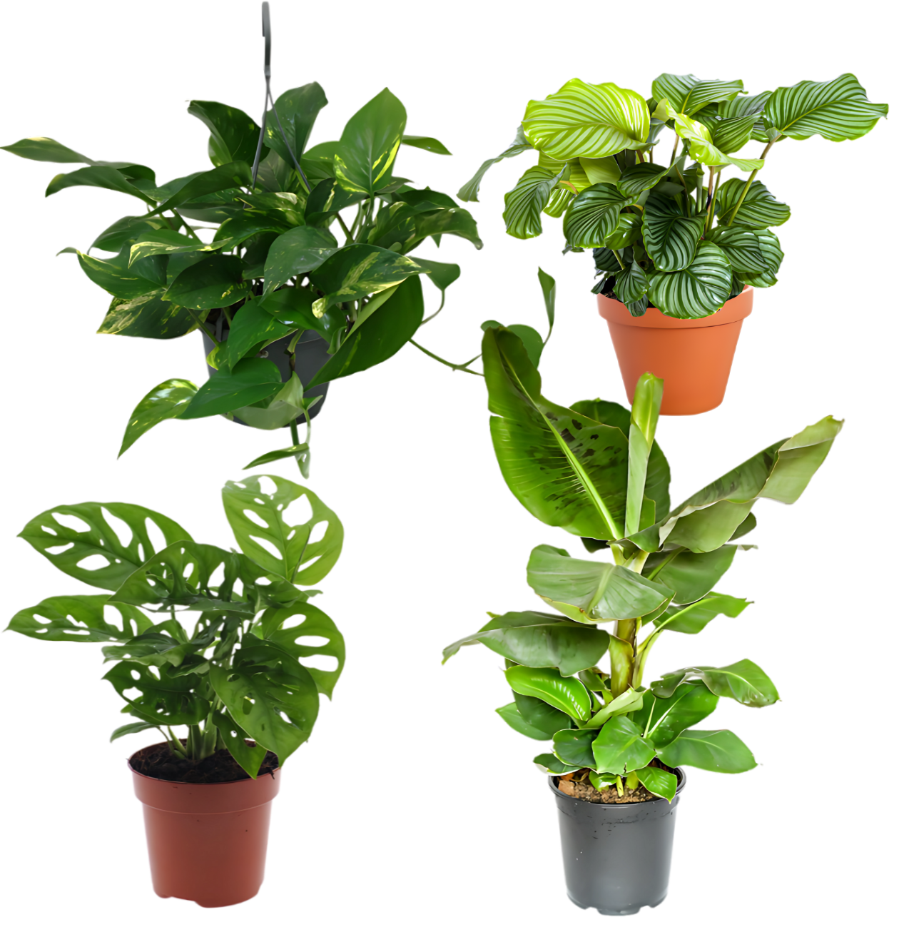 4er-Set “Exotica” | Bananenpflanze | Korbmarante | Affenblatt | Efeutute | +/- 25-50cm | ø 12-15cm Topf von PflanzePlus