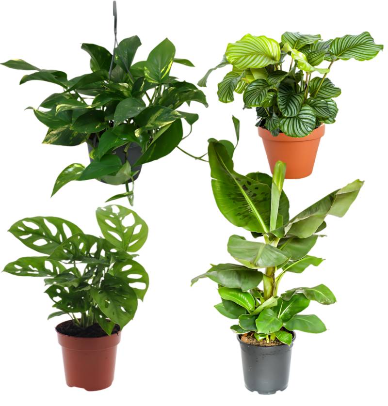 4er-Set “Exotica” | Bananenpflanze | Korbmarante | Affenblatt | Efeutute | +/- 25-50cm | ø 12-15cm Topf von PflanzePlus