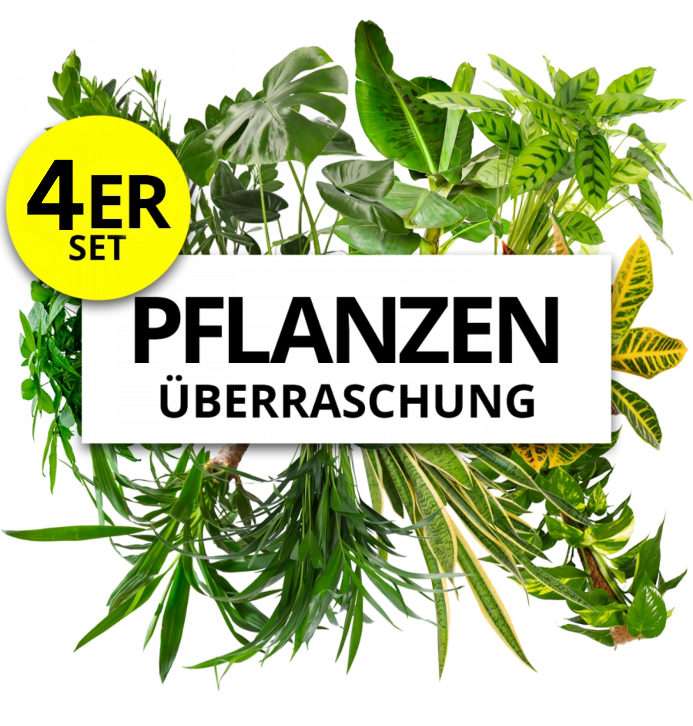 4er-Set | Pflanzenüberraschung | +/- 40-70cm | ø 12-15cm Topf von PflanzePlus