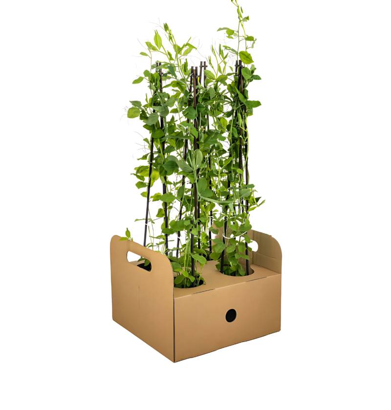 Lathyrus odoratus (4 Stück) | Duftwicke | +/- 60cm | ø 13cm von PflanzePlus