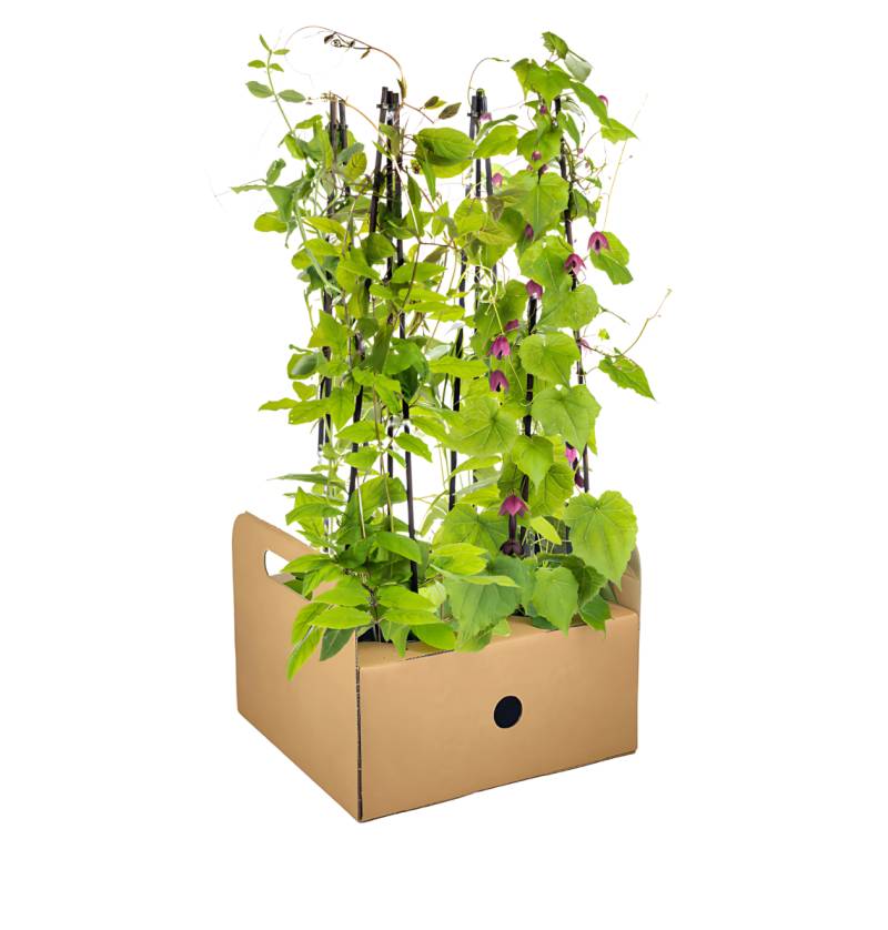 4er-Set | Lathyrus odoratus | Ipomoea tricolor | Cobea scandens | Rhodochiton atrosanguineum | +/- 60cm | ø 13cm von PflanzePlus