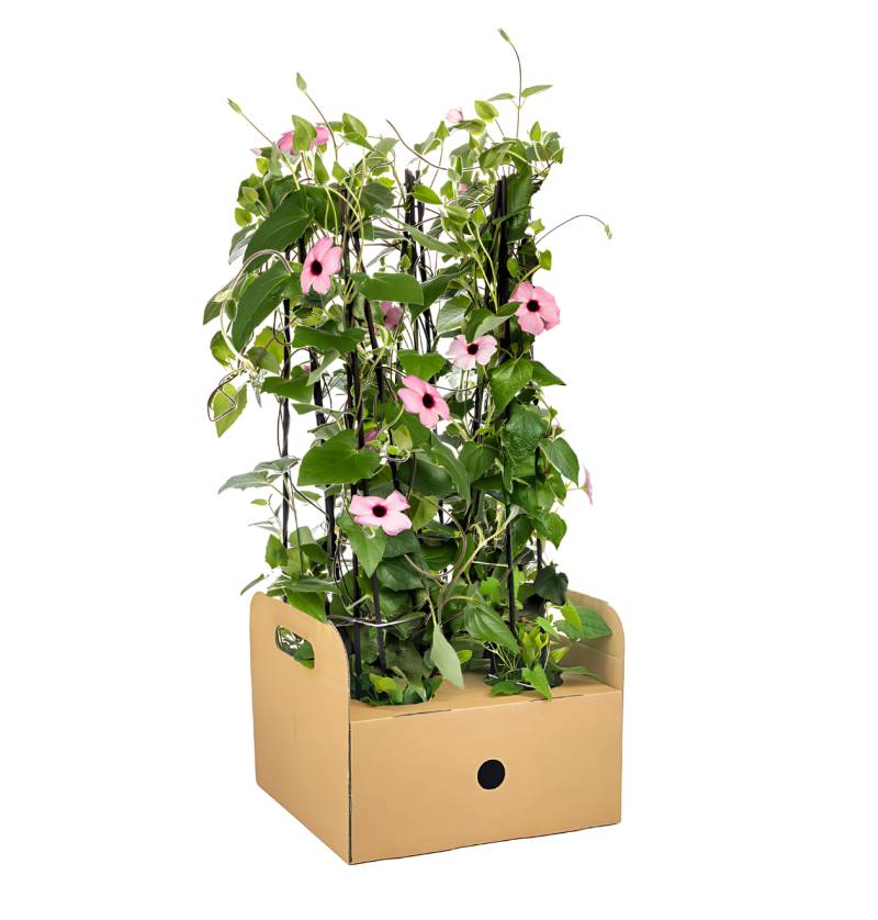 Thunbergia alata “Sunny Susy Rose Sensation” (4 Stück) | Schwarzäugige Susanne | +/- 60cm | ø 13cm von PflanzePlus