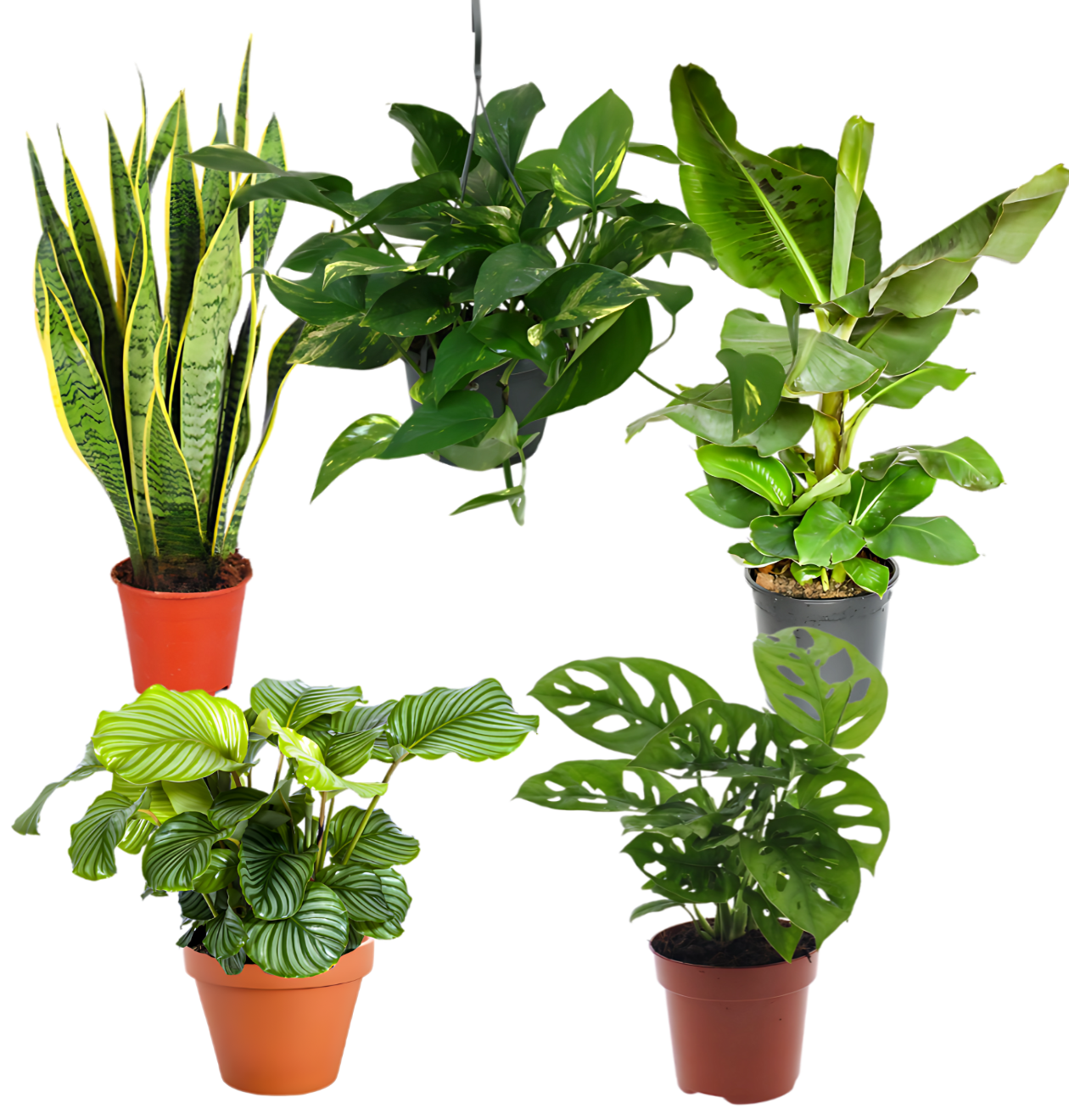 5er-Set “Exotica” | Bananenpflanze | Korbmarante | Affenblatt | Efeutute | Bogenhanf | +/- 25-50cm | ø 12-15cm Topf 5er-Set “Exotica” | Bananenpflanze | Korbmarante | Affenblatt | Efeutute | Bogenhanf | +/- 25-50cm | ø 12-15cm Topf von PflanzePlus