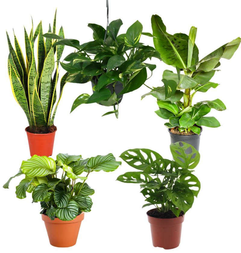 5er-Set “Exotica” | Bananenpflanze | Korbmarante | Affenblatt | Efeutute | Bogenhanf | +/- 25-50cm | ø 12-15cm Topf von PflanzePlus