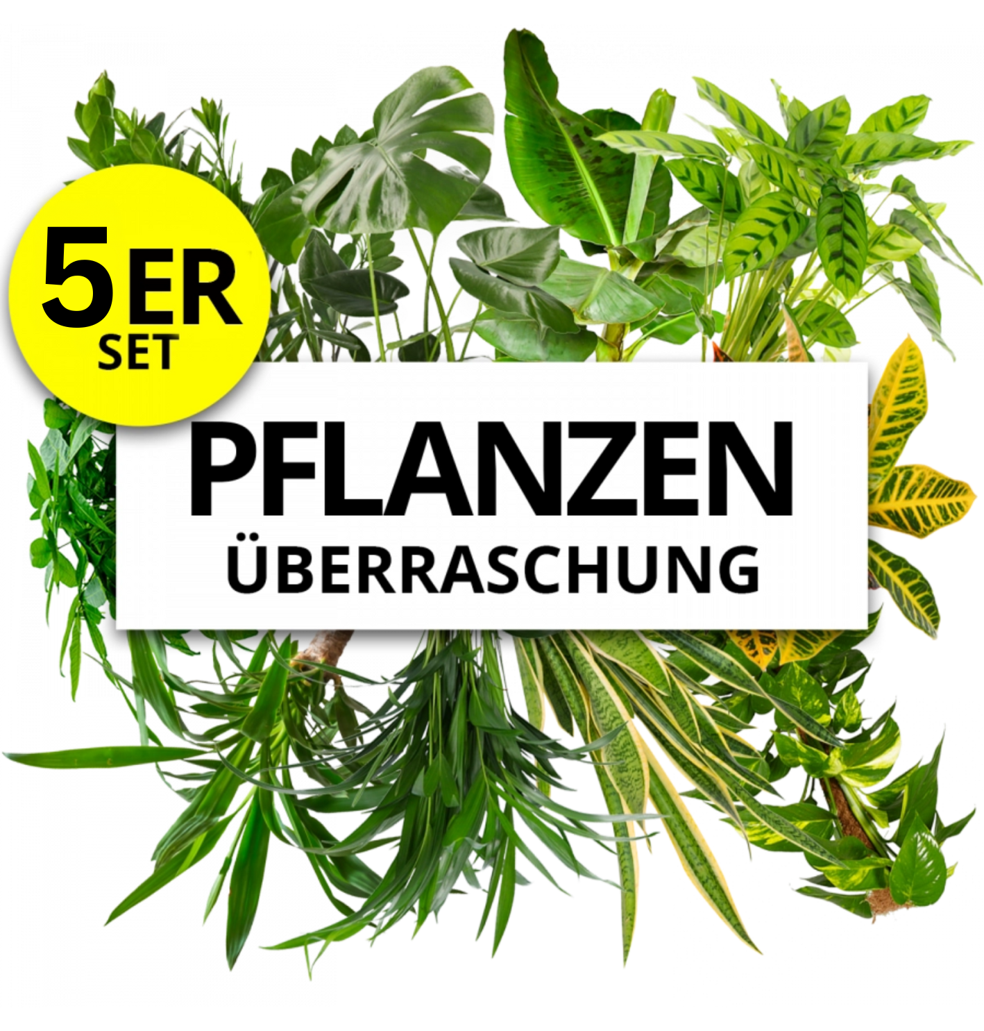 5er-Set | Pflanzenüberraschung | +/- 40-70cm | ø 12-15cm Topf von PflanzePlus