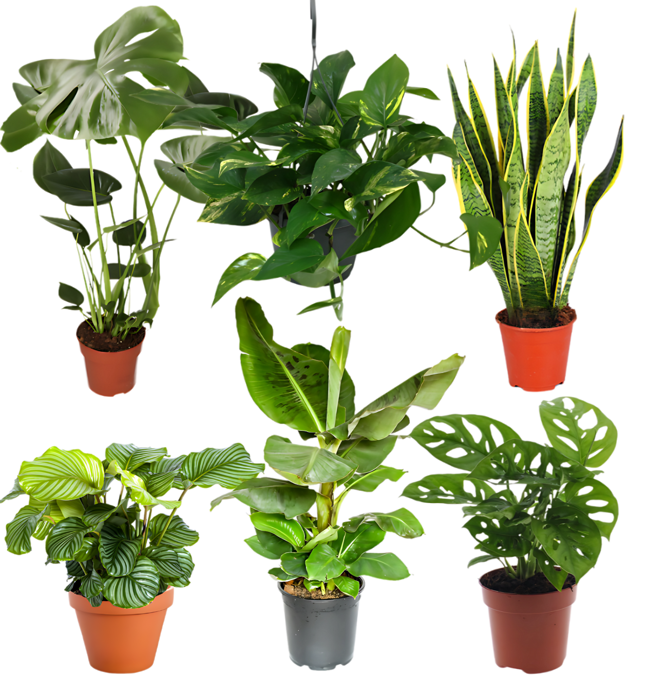 6er-Set “Exotica” | Bananenpflanze | Korbmarante | Affenblatt | Efeutute | Bogenhanf | Monstera | +/- 25-50cm | ø 12-15cm Topf 6er-Set “Exotica” | Bananenpflanze | Korbmarante | Affenblatt | Efeutute | Bogenhanf | Monstera | +/- 25-50cm | ø 12-15cm Topf von PflanzePlus