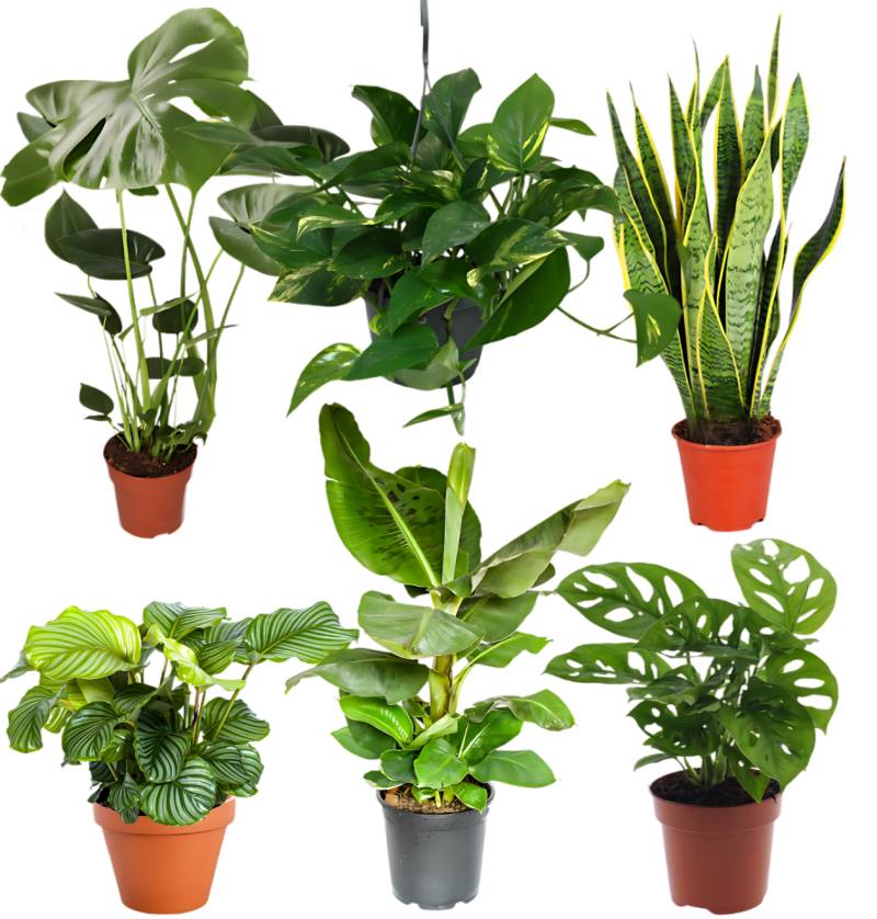 6er-Set “Exotica” | Bananenpflanze | Korbmarante | Affenblatt | Efeutute | Bogenhanf | Monstera | +/- 25-50cm | ø 12-15cm Topf 6er-Set “Exotica” | Bananenpflanze | Korbmarante | Affenblatt | Efeutute | Bogenhanf | Monstera | +/- 25-50cm | ø 12-15cm Topf von PflanzePlus