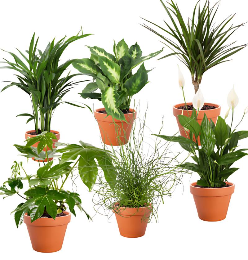 6er-Set Tropical Jungle | Fatsia | Goldfruchtpalme | Korbmarante | Einblatt | Liebeslocke | Drachenbaum | +/- 40-60cm | ø 12-15cm Topf von PflanzePlus