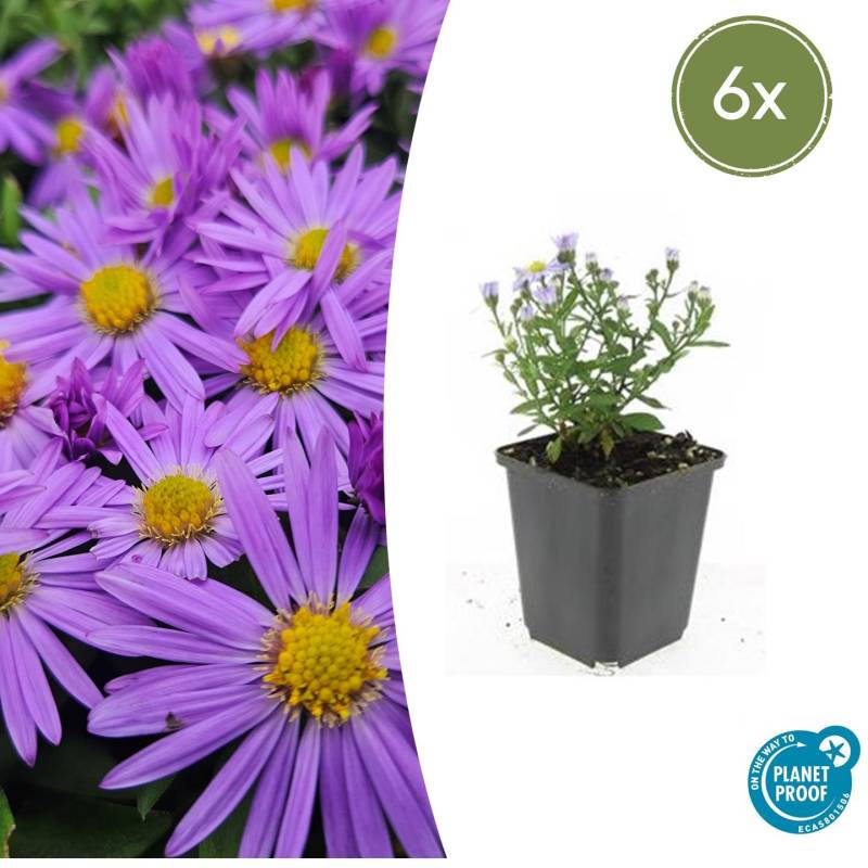 Aster dumosus “Prof. Anton Kippenberg” (6 Stück) | Kissen-Aster | +/- 10-25cm | ø 9cm von PflanzePlus