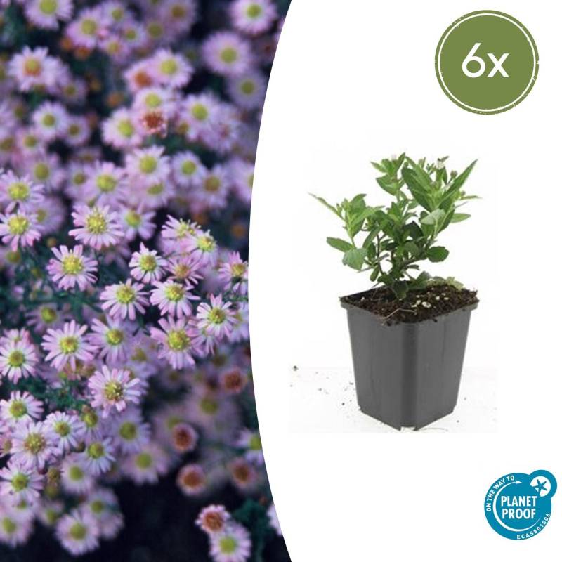 Aster ageratoides “Stardust”  (6 Stück) | Kissen-Aster | +/- 10-25cm | ø 9cm von PflanzePlus