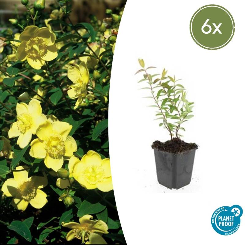 Hypericum “Hidcote” (6 Stück) | Johanniskraut | +/- 10-25cm | ø 9cm von PflanzePlus