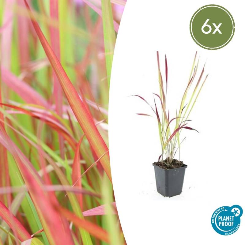 Imperata cylindrica “Red Baron” (6 Stück) | Japanisches Blutgras | +/- 10-25cm | ø 9cm von PflanzePlus