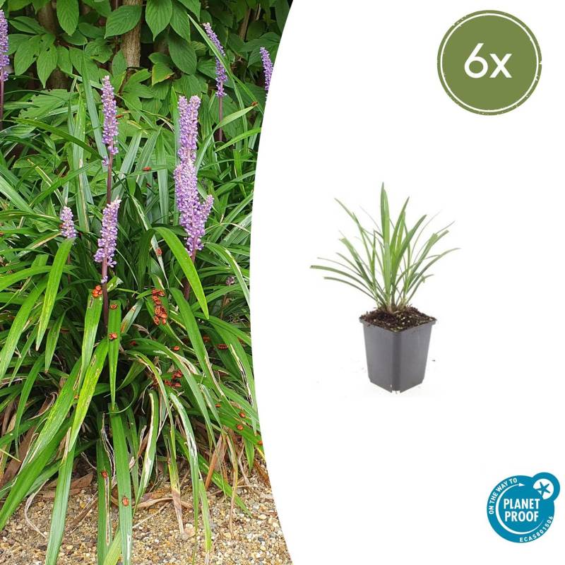 Liriope muscari “Ingwersen” (6 Stück) | Lilientraube | +/- 10–25cm | ø 9cm von PflanzePlus