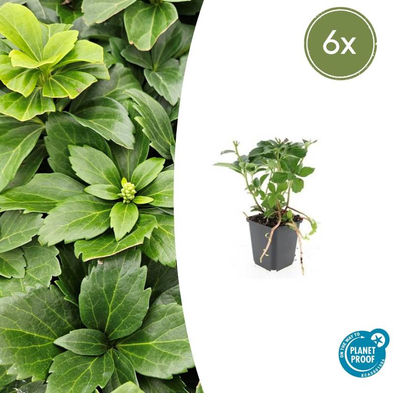 Pachysandra terminalis (6 Stück) | Dickmännchen | +/- 10-25cm | ø 9cm von PflanzePlus