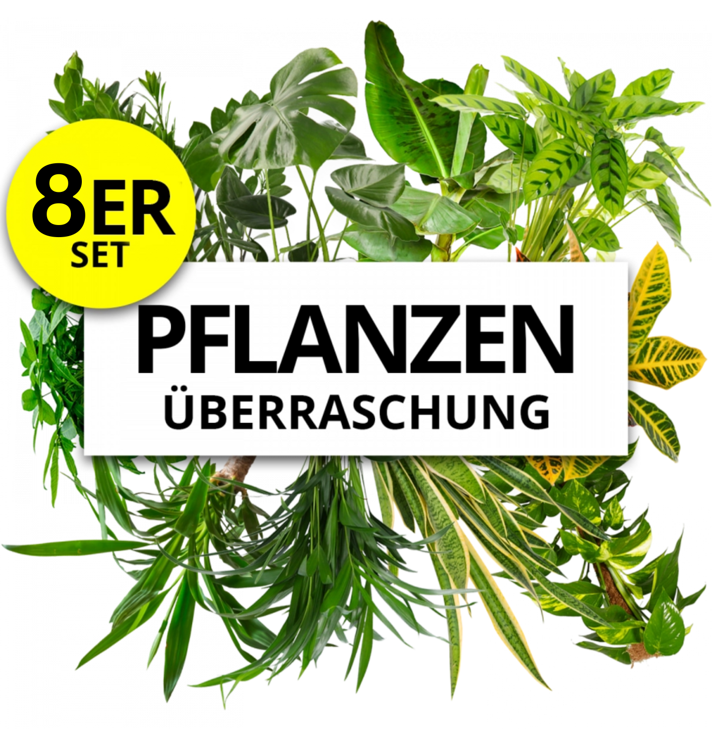 8er-Set | Pflanzenüberraschung | +/- 40-70cm | ø 12-15cm Topf von PflanzePlus