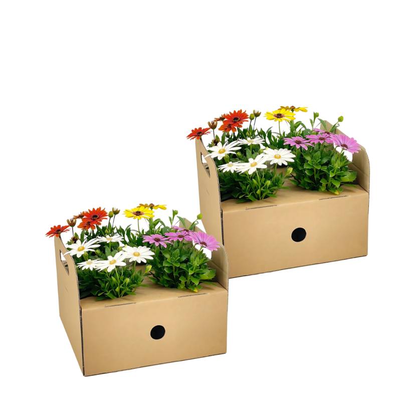 Osteospermum ecklonis “Mix” (8 Stück) | Kapmargerite | +/- 20cm | ø 12cm von PflanzePlus
