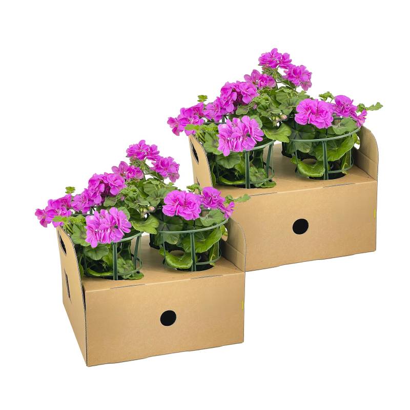 8x Pelargonium peltatum Violet Ø12 cm - ↕20 cm von PflanzePlus