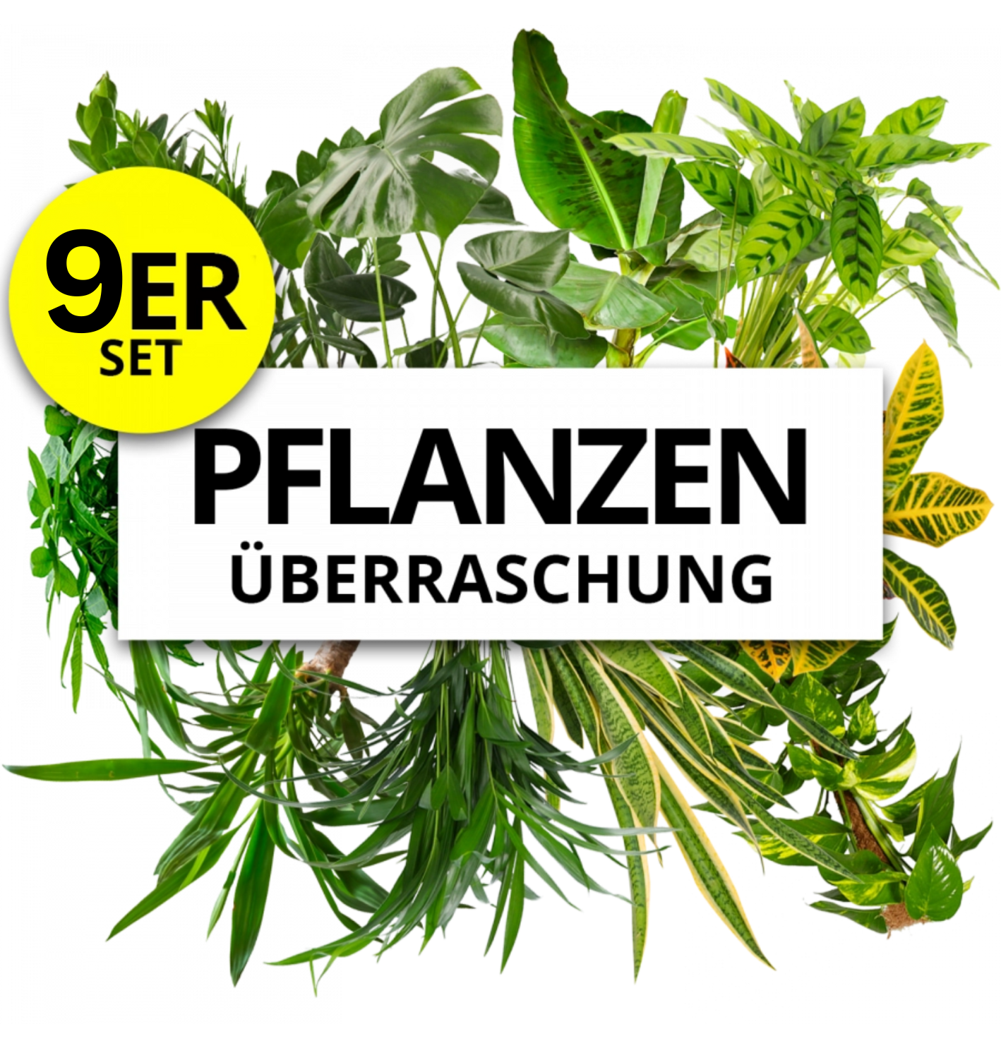 9er-Set | Pflanzenüberraschung | +/- 40-70cm | ø 12-15cm Topf von PflanzePlus