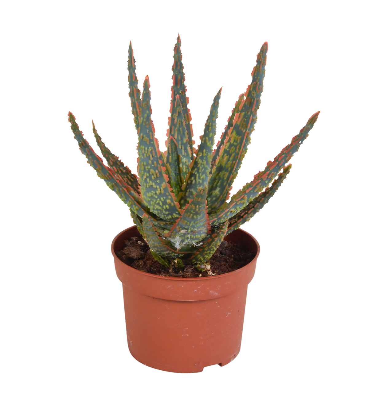 Aloe Zebrina “Dannyz” (Ohne Topf) | Zebra Aloe | +/- 18cm | ø 10,5cm Topf Aloe Zebrina “Dannyz” (Ohne Topf) | Zebra Aloe | +/- 18cm | ø 10,5cm Topf von PflanzePlus