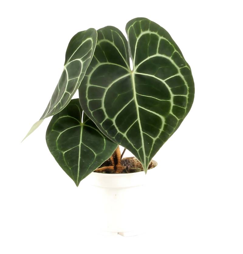 Anthurium “Clarinervium” | Samtblattanthurie | +/- 30cm | ø 12cm Topf von PflanzePlus