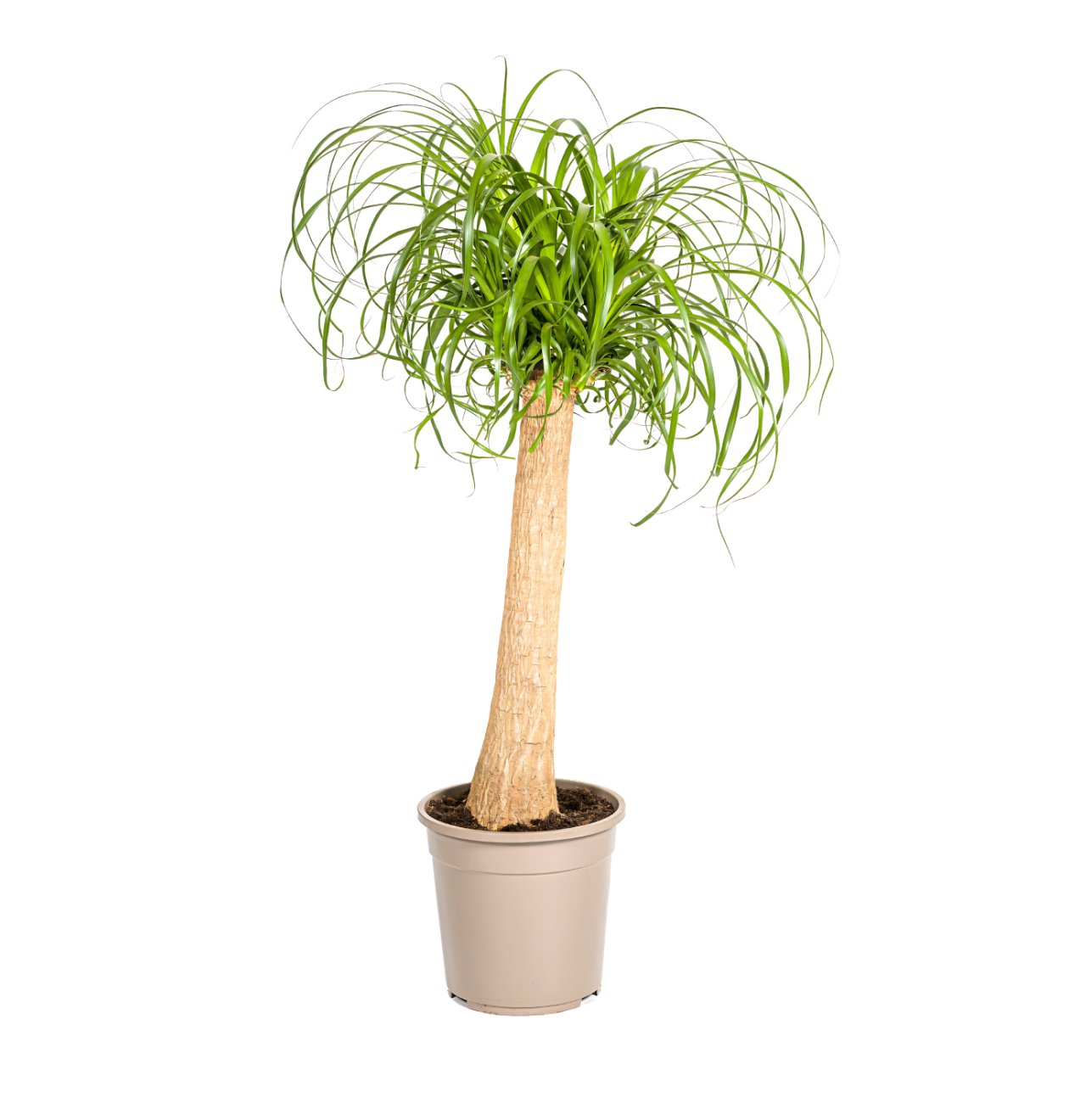 Beaucarnea Recurvata “Stamm” | Elefantenfuß | +/- 90-100cm | ø 24cm Topf Beaucarnea Recurvata “Stamm” | Elefantenfuß | +/- 90-100cm | ø 24cm Topf von PflanzePlus
