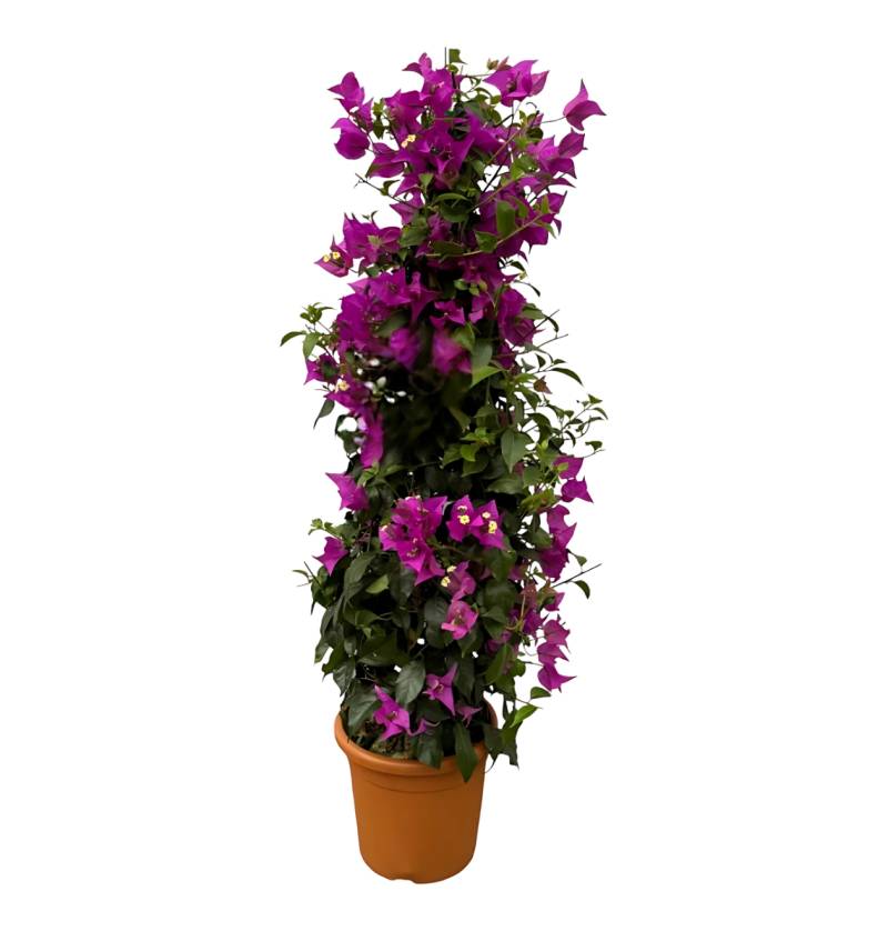 Bougainvillea Pyramide | Drillingsblume | +/- 80cm | ø 17cm von PflanzePlus