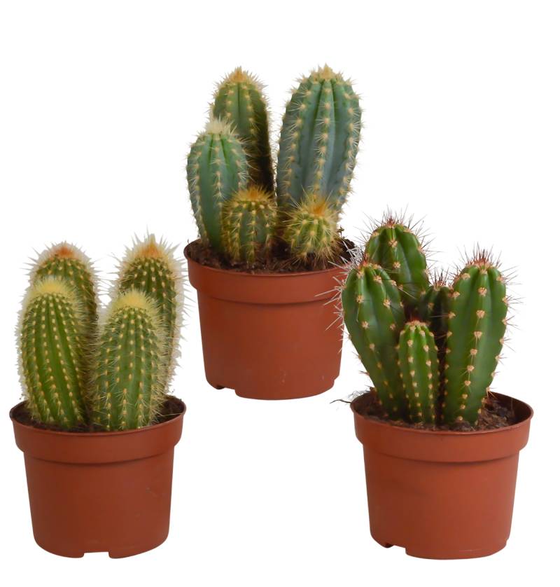 Cereus 3er-Set (Ohne Topf) | Säulenkaktus Mix | +/- 15-25cm | ø 10,5cm Topf von PflanzePlus