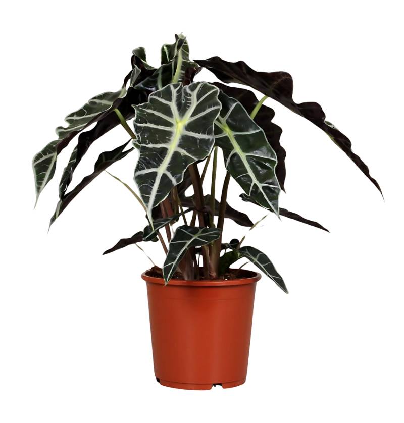 Alocasia “Polly” | Elefantenohr | +/- 45cm | ø 17cm Topf von PflanzePlus