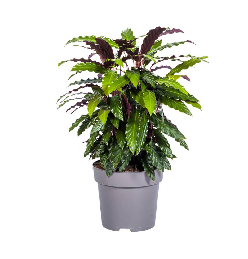 Calathea “Rufibarba” | Korbmarante | +/- 70cm | ø 27cm Topf von PflanzePlus