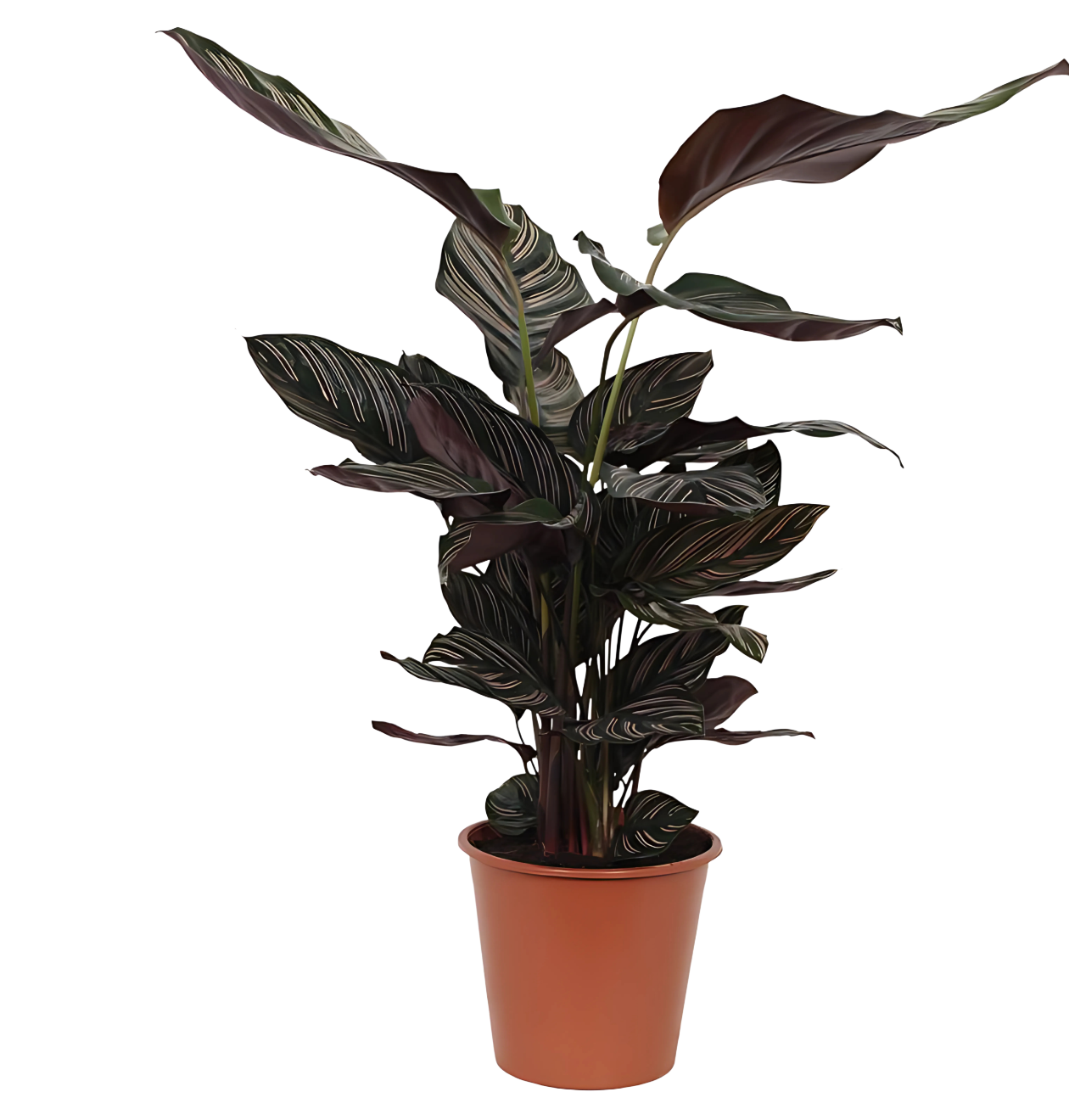Calathea “Sanderiana” | Korbmarante | +/- 80cm | ø 19cm Topf Calathea “Sanderiana” | Korbmarante | +/- 80cm | ø 19cm Topf von PflanzePlus