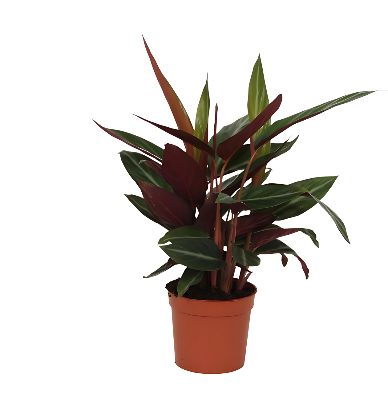 Calathea “Stripestar” | Korbmarante | +/- 40cm | ø 12cm Topf Calathea “Stripestar” | Korbmarante | +/- 40cm | ø 12cm Topf von PflanzePlus