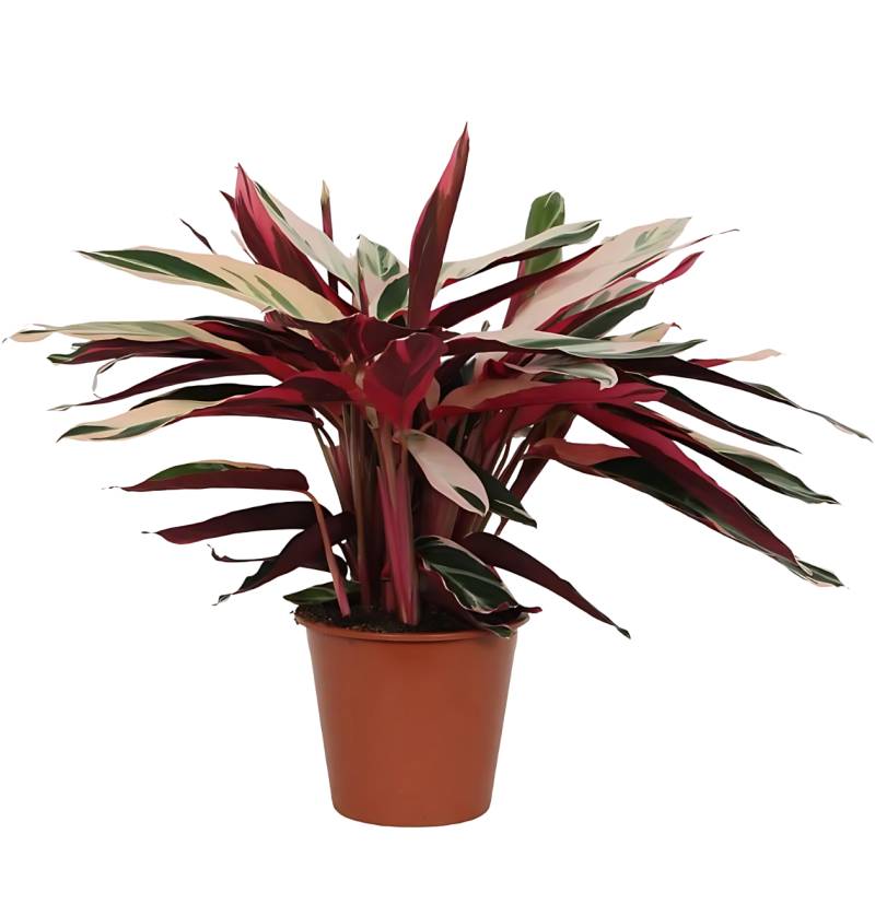 Calathea “Triostar” (Stromanthe) | Korbmarante | +/- 80cm | ø 19cm Topf von PflanzePlus