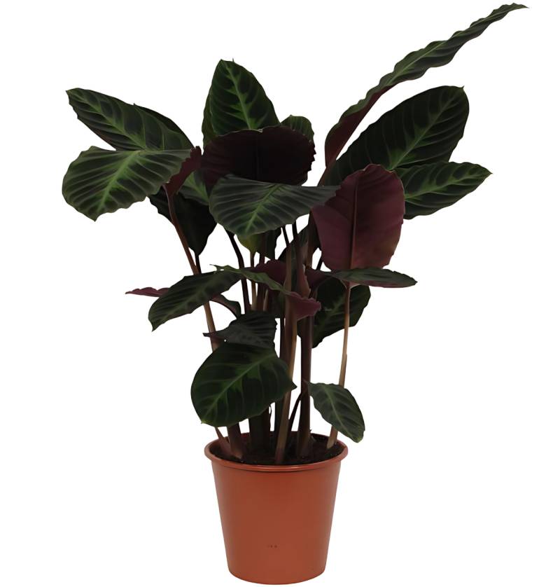 Calathea “Warsceviczii” | Korbmarante | +/- 80cm | ø 19cm Topf von PflanzePlus