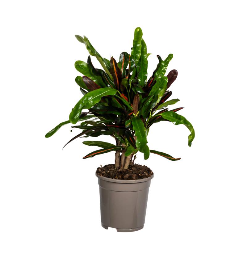 Codiaeum Croton “Mamey” | Wunderstrauch | +/- 50cm | ø 17cm Topf von PflanzePlus